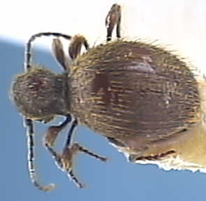 Niptus hololeucus